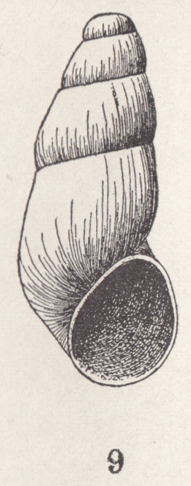 Onoba asser Bartsch, 1910 Onoba asser Bartsch, 1910