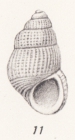 Pusillina denseclathrata (Thiele, 1925)