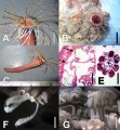 Anthozoa