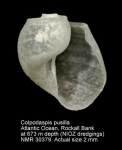Colpodaspididae