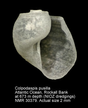 Colpodaspis pusilla