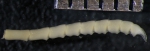 Comatella decora holotype USNM E1309 cirrus tip