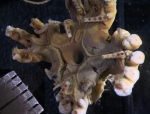 Comatella decora holotype USNM E1309 oral disk