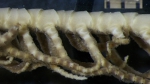 Comatella decora holotype USNM E1309 mid arm side view