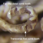 Comatella decora holotype USNM E1309 Oral pinnule comb (P2)