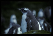 Gentoo Penguin chick [orig]