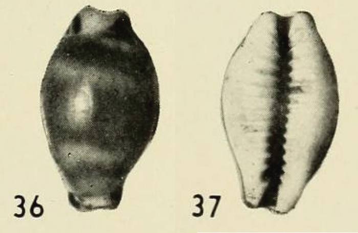 Evenaria coffea endela Iredale, 1939