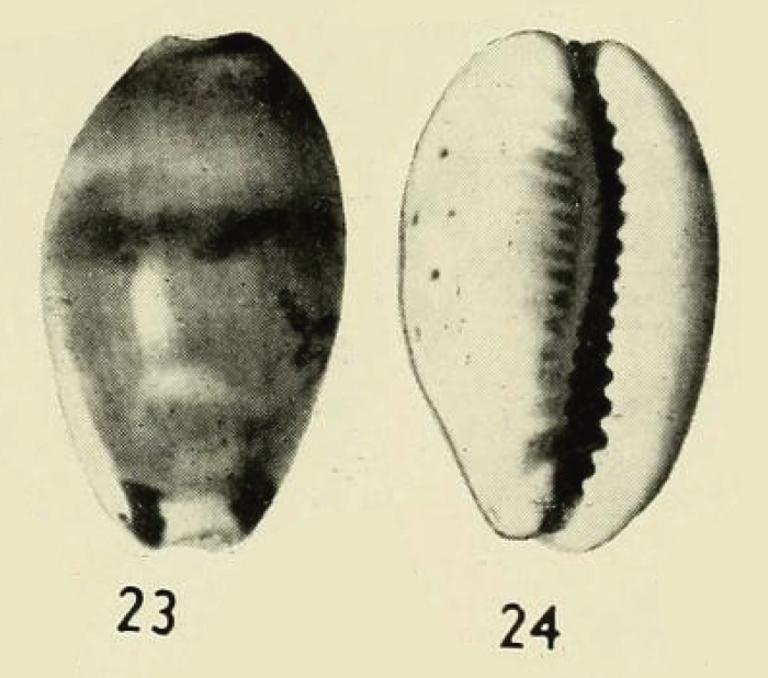 Evenaria coffea marcia Iredale, 1939