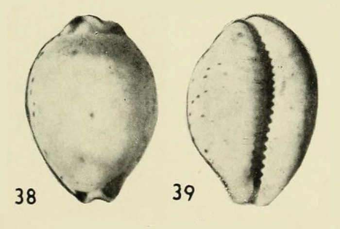 Evenaria peropima Iredale, 1939