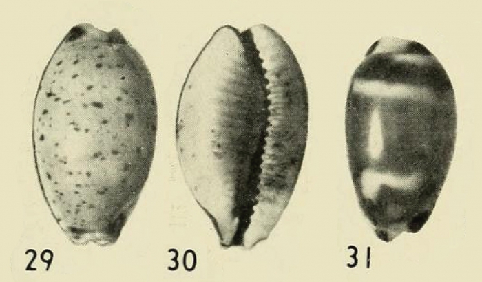 Evenaria hirundo cameroni Iredale, 1939