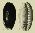 Mollusca (molluscs)