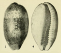 Mollusca (molluscs)