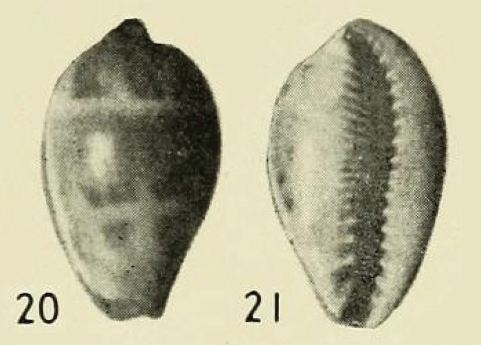 Gratiadusta walkeri merista Iredale, 1939