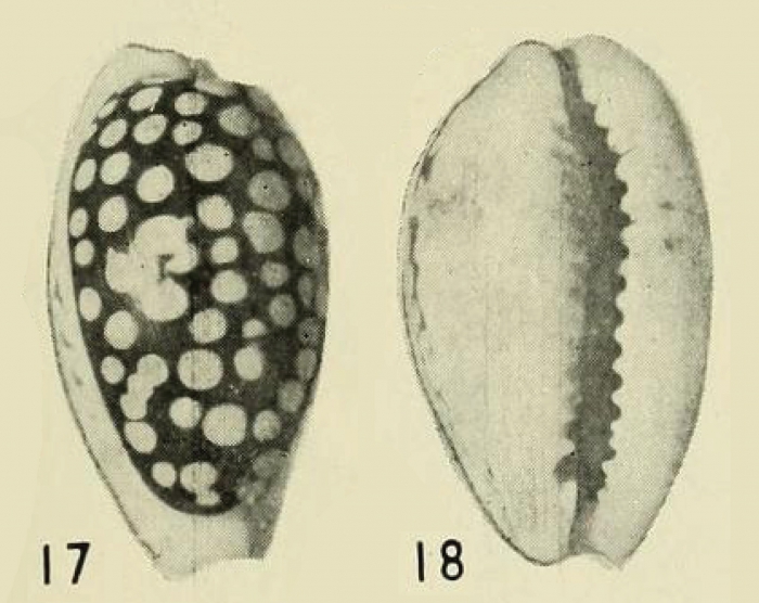 Cribraria cribraria zadela Iredale, 1939