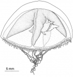 Margalefia intermedia from Pages, Gili & Bouillon (1991)