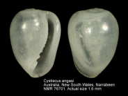 Cystiscus angasi