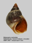 Melarhaphe neritoides