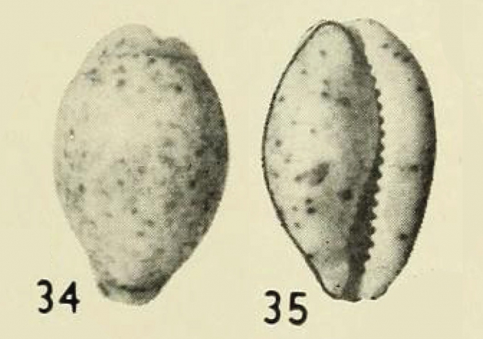 Evenaria persticta Iredale, 1939