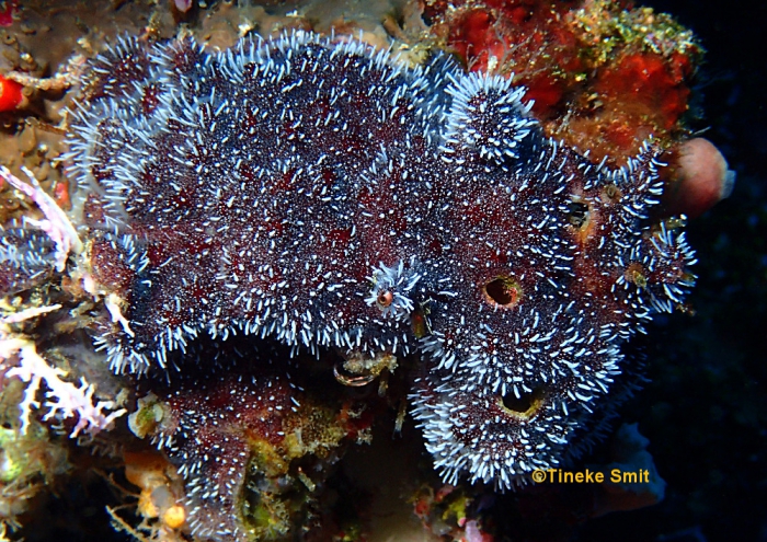 Zanclea divergens, Bunaken, Sulawesi, Indonesia, 10-15 m Zanclea divergens, Bunaken, Sulawesi, Indonesia, 10-15 m