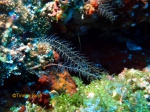 Hydrozoa (hydroids)