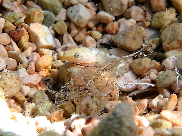 Diplecogaster bimaculata Diplecogaster bimaculata