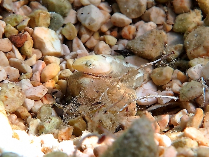 Diplecogaster bimaculata