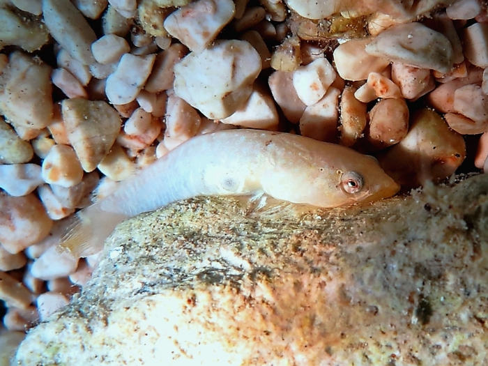Diplecogaster bimaculata Diplecogaster bimaculata