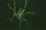 Long legged spider crab - Macropodia rostrata (Linnaeus, 1761)