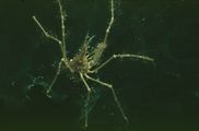 Long legged spider crab - Macropodia rostrata (Linnaeus, 1761), author: Bruno Van Bogaert
