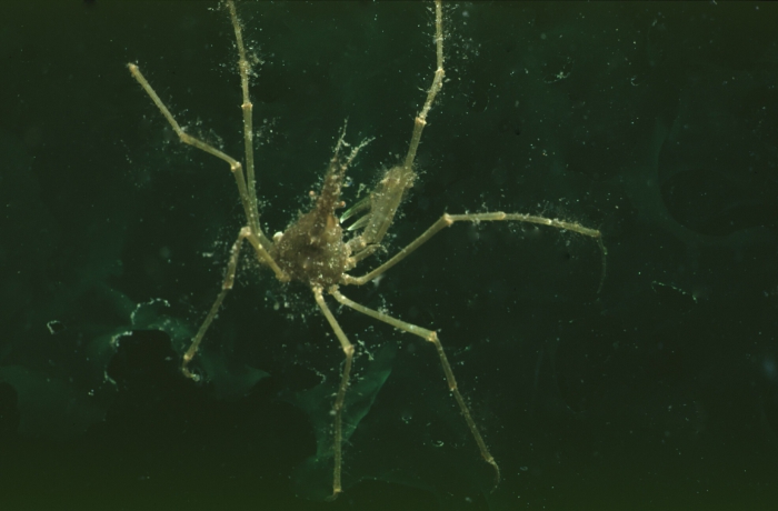 Long legged spider crab - Macropodia rostrata (Linnaeus, 1761)