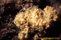 Porifera (sponges)