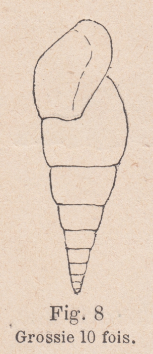 Rissoina scalata Cossmann, 1893 Rissoina scalata Cossmann, 1893