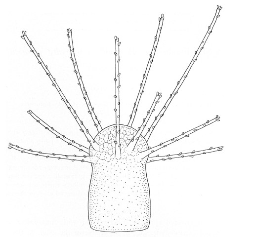 Astrohydra japonica, polyp stage Astrohydra japonica, polyp stage