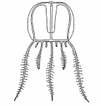 Astrohydra japonica, youn medusa