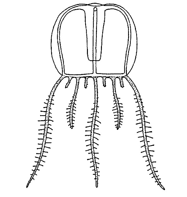 Astrohydra japonica, youn medusa