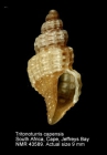 Tritonoturris capensis