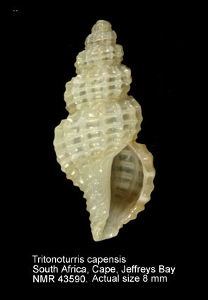 Tritonoturris capensis