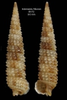 Strobiligera flammulata Bouchet & War, 1993 Specimen from the Alboran Platform, INDEMARES Alboran haul BV12 (3552,222N, 0305,215W, 112-120 m)