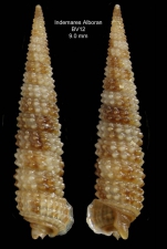 Strobiligera flammulata Bouchet & Warén, 1993 Specimen from the Alboran Platform, INDEMARES Alboran haul BV12 (35º52,222’N, 03º05,215’W, 112-120 m)