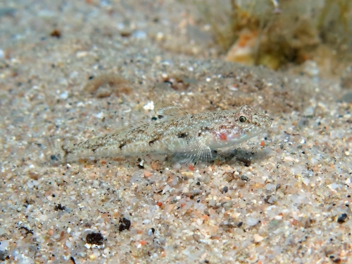 Deltentosteus quadrimaculatus (female)