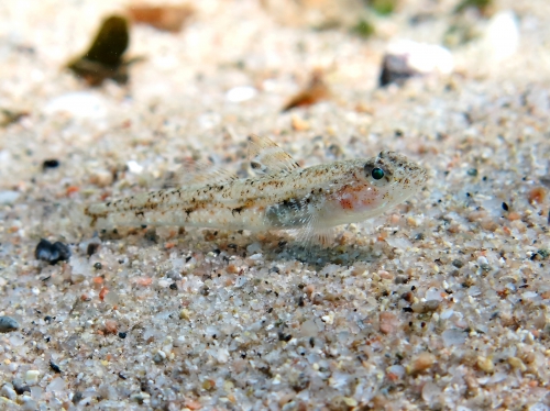 Deltentosteus quadrimaculatus (female)