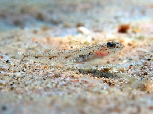 Deltentosteus quadrimaculatus (female)