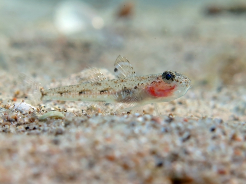 Deltentosteus quadrimaculatus (female)