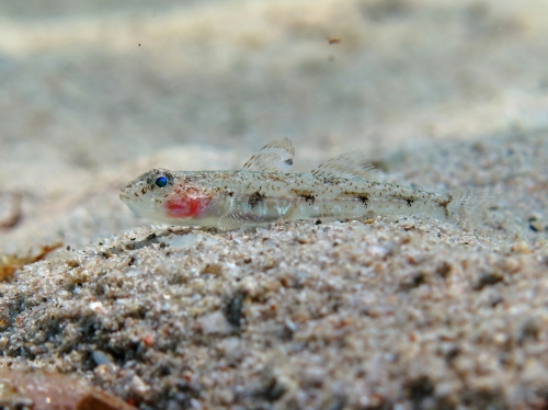 Deltentosteus quadrimaculatus (female)