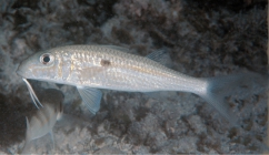 Mulloidichthys flavolineatus flavolineatus
