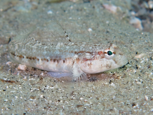 Gobius roulei (female)