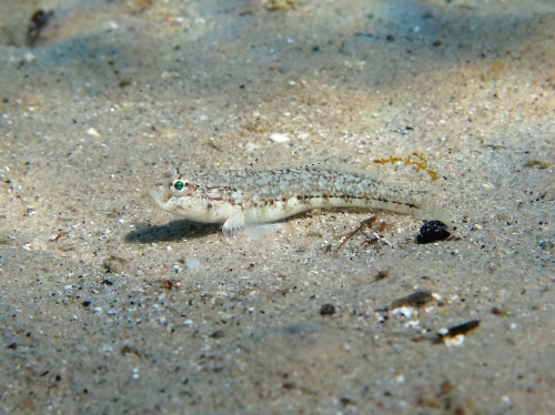 Gobius roulei (female)