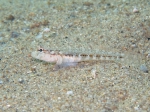 Gobius roulei (female)