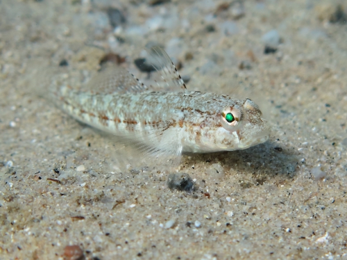 Gobius roulei (female)