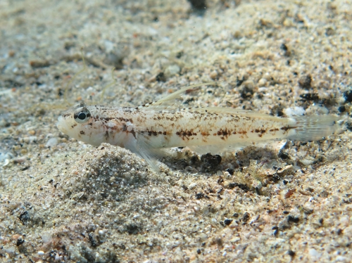 Gobius roulei (male)